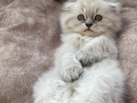 British blue point yavrular