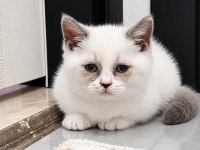 Munchkin yavrular
