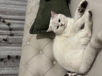 Dişi safkan ny british shorthair
