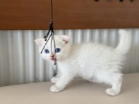 Ankarada ziyarete açık beyaz mavi gözlü scottish fold