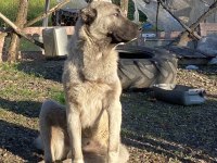 Sivas Kangal Yavrumuz