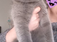 Scottish fold sahiplendirme açıklamayı oku
