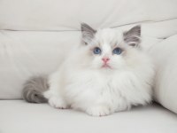Full şecereli ragdoll yavruları