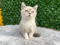 Scottish fold ve british yavrularımız