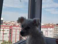 7 Aylık çipi var gayet sağlıklı köpeğimiz