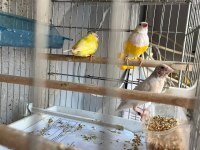 Ağır parçalı parrot goldian finch cinemonlar