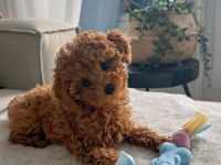 MÜKEMMEL ANATOMİDE TOY POODLE YAVRULAR
