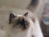 Uysal persian kızlar