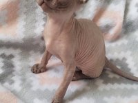 OZYFELINES Seçkin Sphynx Yavruları