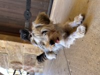 Irk garantili 3.5 aylık yorkshire terrier yavrumuz