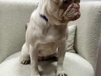 TÜRKİYE DE TEK PİNK PUG YETİŞKİN DİŞİ
