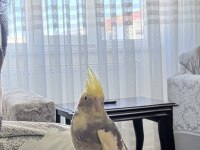 Evcil sultan papağanı