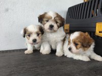 Morkie köpeği yavrularımız