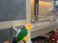 Üst düzey full evcil caique papağanı