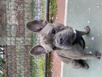 French bulldog blue