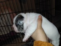 MERLE PİED ERKEK FRENCH BULLDOG