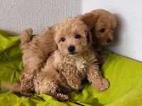 Maltipoo bebeklerimiz