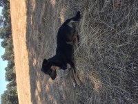 Fini ev köpeği hayvana alışkın koyuna gider