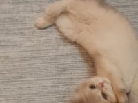 British Shorthair 3 aylık golden