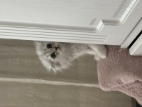 Ballı lokma scottish fold kedimiz