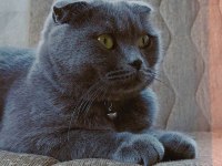 Scottish fold uysal sevecen erkek ve dişi