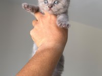 British Shorthair Yavruları
