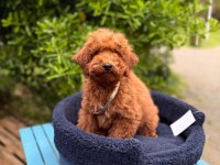 Red Brown Muhteşem Güzellikte Toy Poodle Yavrular