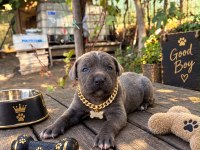 CANE CORSO KÖPEĞİ YAVRULARIMIZ