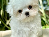 Maltese puppies 1 kg