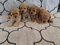 Sevimli kaliteli Maltipoo yavruları