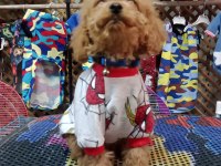 Erkek toy poodle