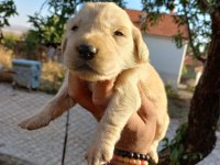 Baby face golden retriever bebeklerimiz