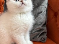 British shorthair point dişi