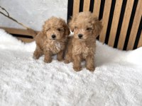 Özel Maltipoo Yavrularımız