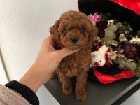 TEACUP KORE TOY POODLE YAVRULAR