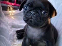 Kısa bacak Pug mobs