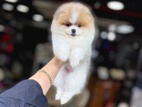 SEVİMLİ POMERANİAN BOO YAVRULARI
