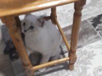 Çok uyguna british shorthair blue point