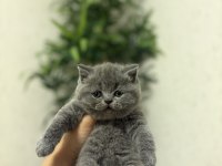 Blue Brıtısh Shorthair Yavrularım 