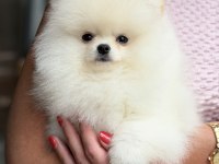 ÜST DÜZEY BİBLO ERKEK POMERANİAN BOO