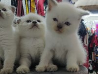 British ve Scottish shorthair Blue point yavrular