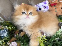 Yüksek kalite british longhair