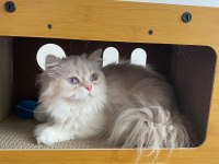 Pamuk prenses kedimiz