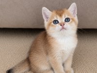 Show Kalite British Shorthair Golden Erkek Yavru Kedimiz