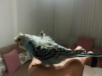 Ele alışkın japones muhabbet kuşu