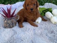 2 aylık erkek aşılı kimlikli toy poodle bebekler