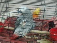 3 Yaşında Dişi Jako Papağanı