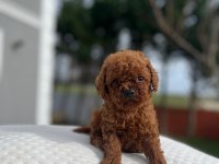 Aa kalite Kore toy poodle