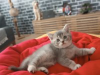 Golden Blue Ay 25 British Shorthair