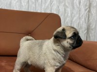 PUG MOPS ORJİNAL KALITELI YAVRULAR